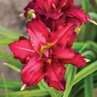 Double Pardon Me Daylily Thumbnail
